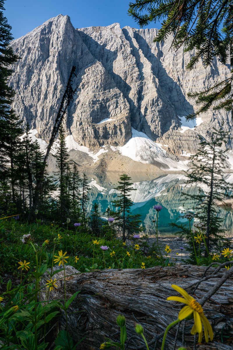 Floe Lake Flower Bed.2x3